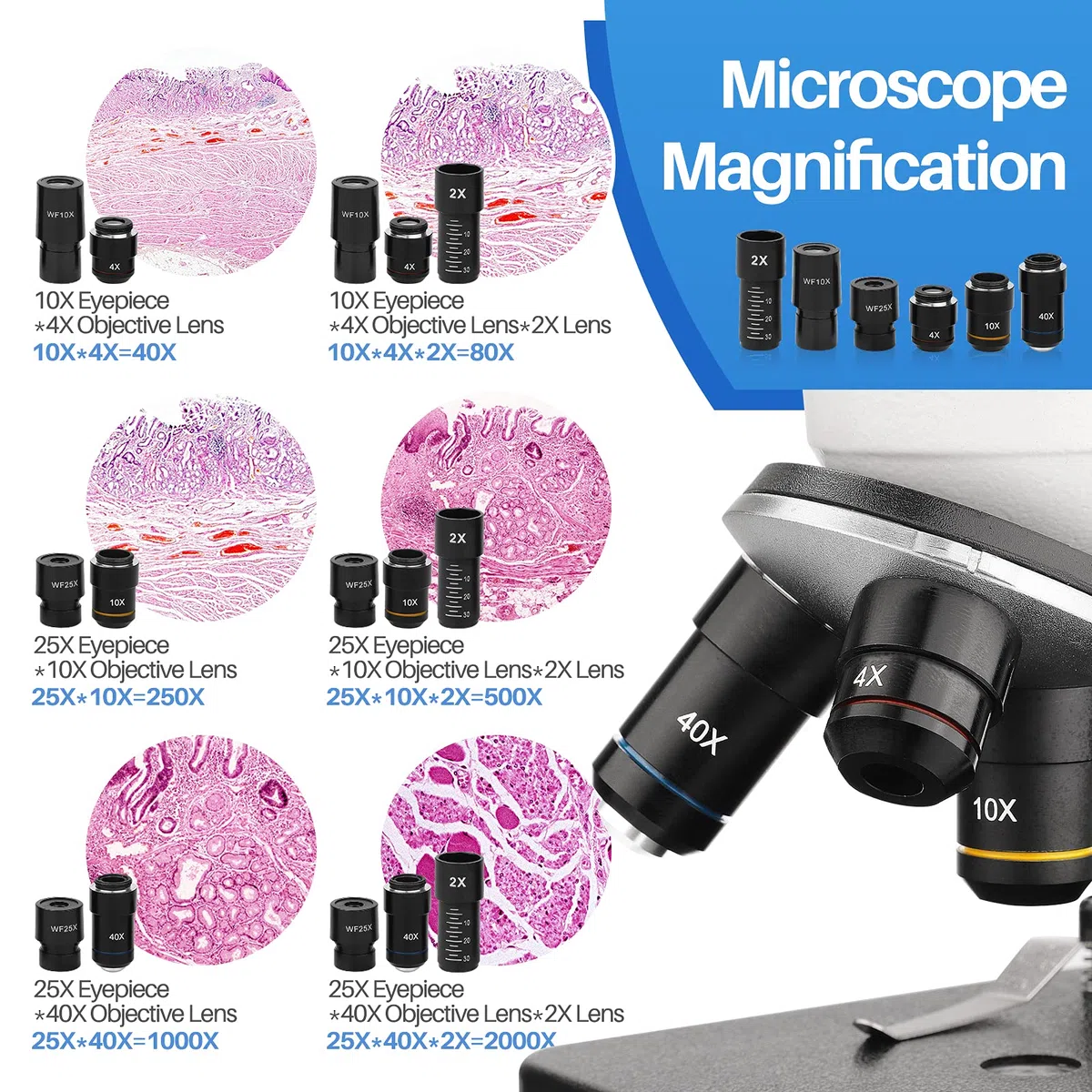 Microscopios educativos biológicos Microscopio Compuesto de iluminación LED 40X-2000X para Estudiantes Adultos con Lentes de Vidrio óptico y 15 Diapositivas, Cuerpo de Metal, Estuche de Transporte
