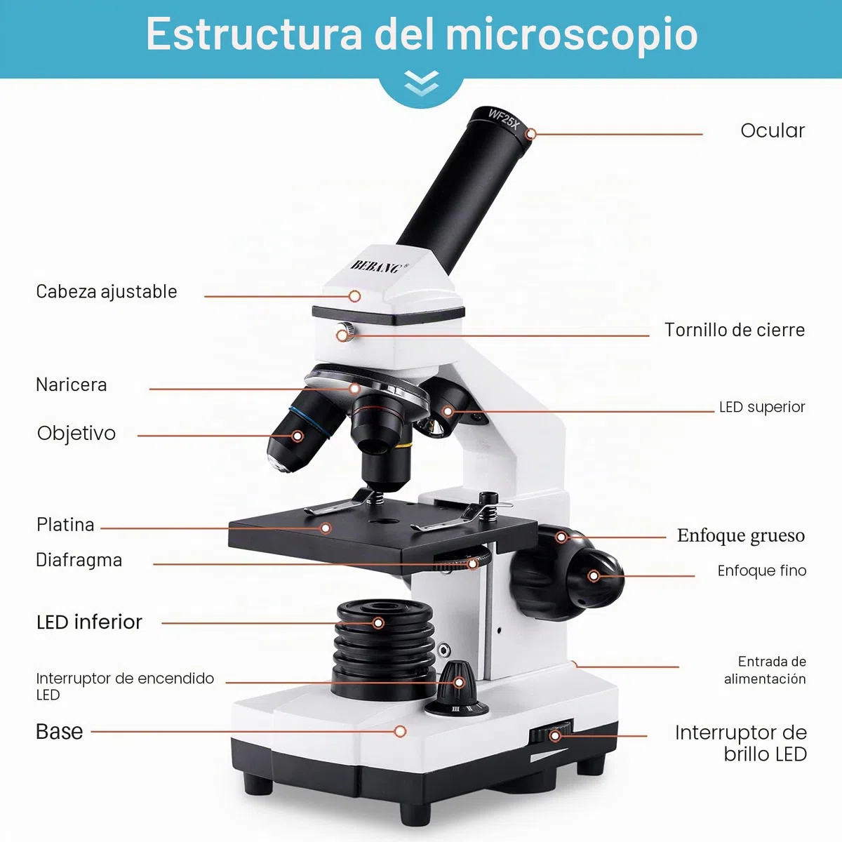 BEBANG 100X-2000X Microscopio para Niños Adultos, Profesional Biológico Microscopio para Estudiantes Escuela Laboratorio